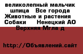 великолепный мальчик шпица - Все города Животные и растения » Собаки   . Ненецкий АО,Верхняя Мгла д.